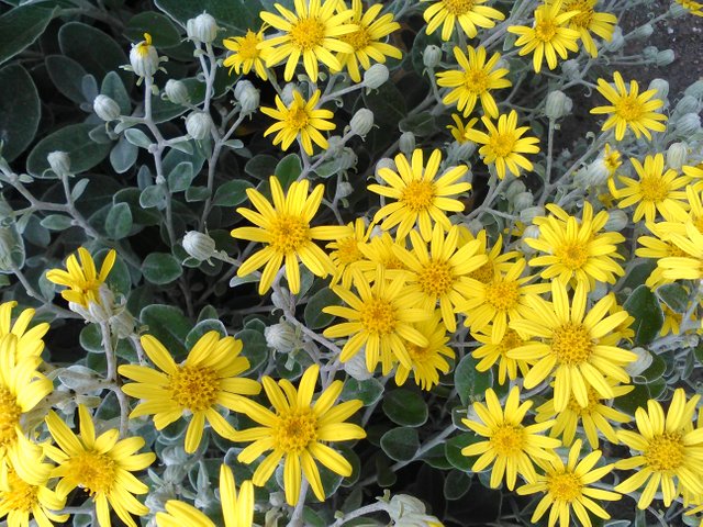 Flower Photography Common Ragwort Land OverView May 28 2017.jpg