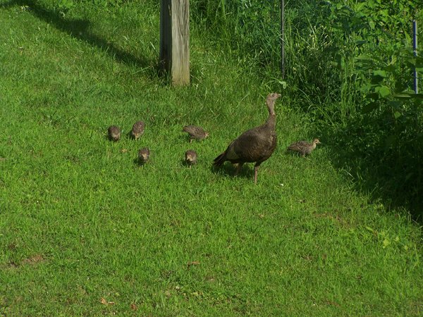 Turkeys2 crop July 2019.jpg