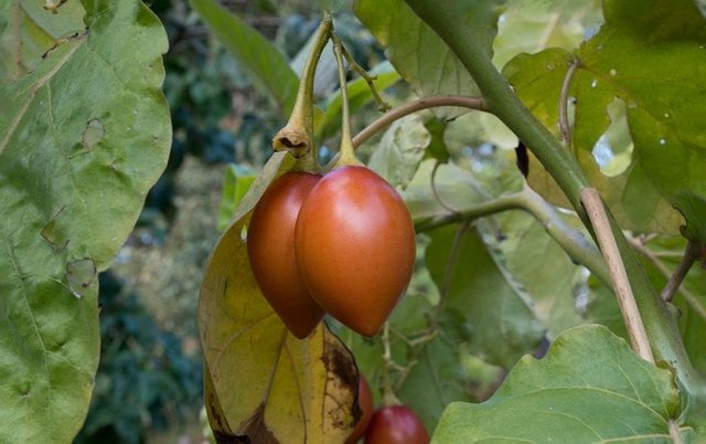 tomate-de-arbol-830x521.jpg