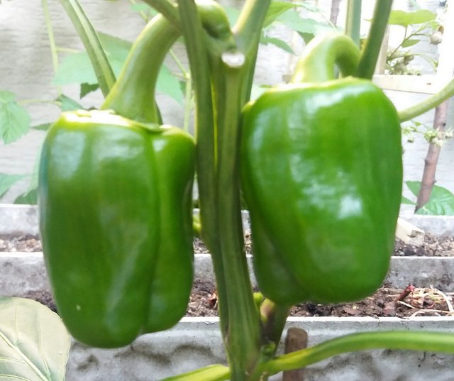 bell pepper.jpg