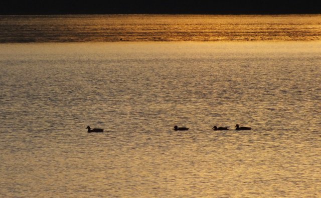 WLE0041-SunsetDucks.jpg