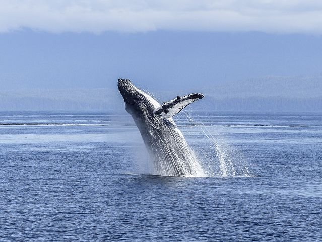 humpback-whale-436120__480.jpg