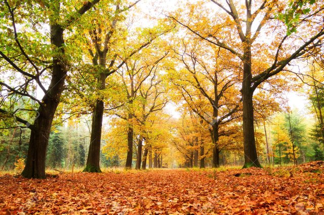 18390971-belle-forêt-d-automne-dans-le-parc-national-de-hoge-veluwe-aux-pays-bas.jpg