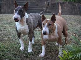 American Hole Bull Terrier.jpg