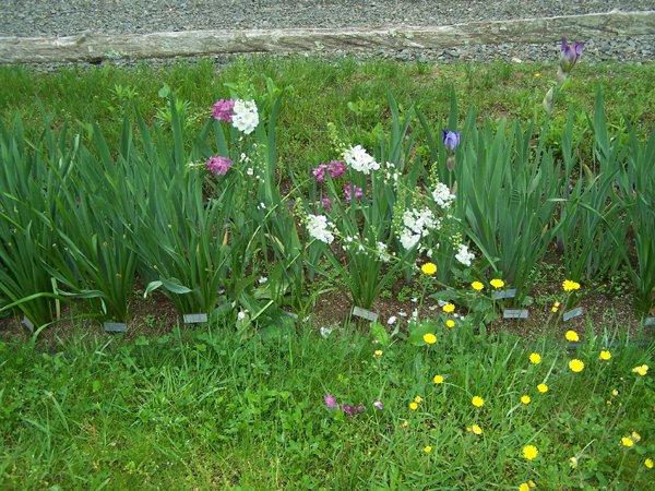 7th Fence - verbascum, iris, hawkweed crop May 2019.jpg