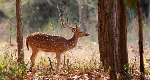 ftd-axisdeer-630x339.jpg