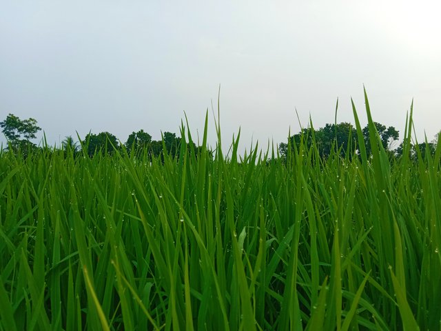 IMG_20250925_072633.jpg