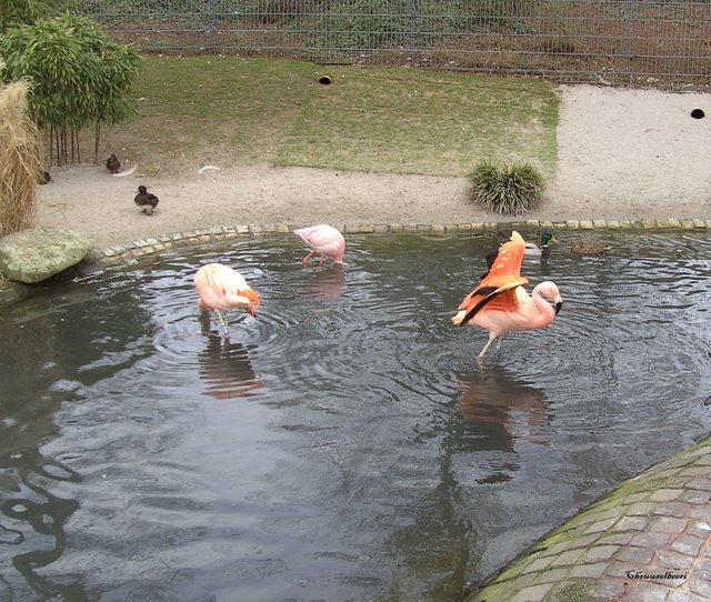 Flamingos_09.jpg