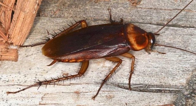 cockroach.jpg