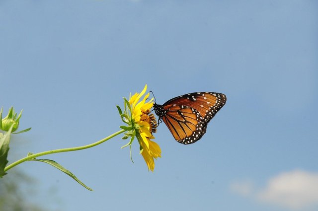 butterfly-9735952_1280.jpg