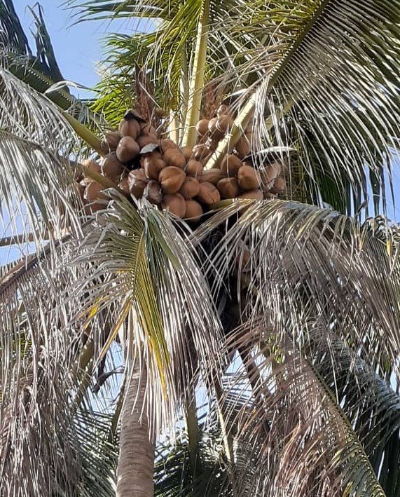 planta de cocos.jpeg