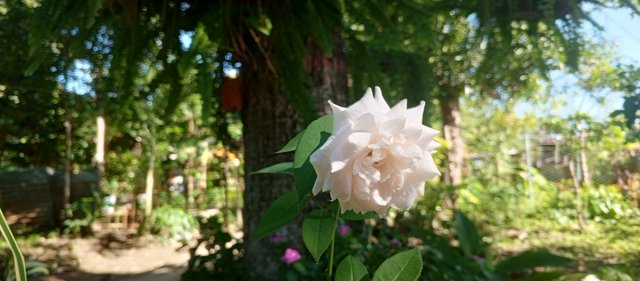 IMG_20250616_160653_987.jpg