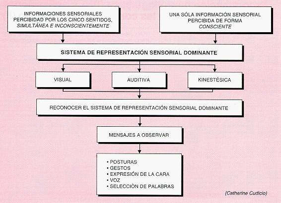 sistema rep sensorial.jpe