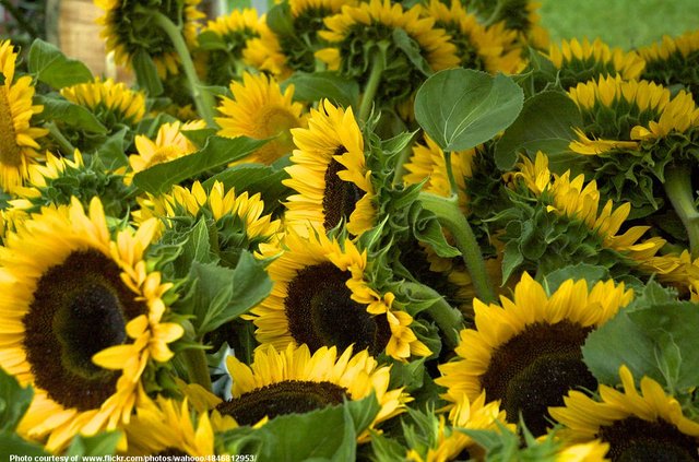 CrowdOfSunflowers-001-061519.jpg