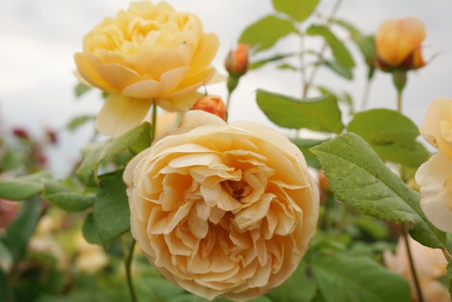 David Austin English Shrub Roses.JPG