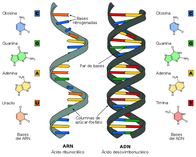 749px-Difference_DNA_RNA-ES_svg.png