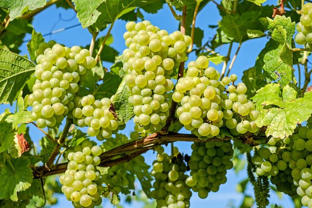 grapes-ge48c79749_1920.jpg