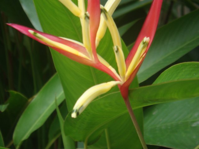 canna Lily 5.JPG