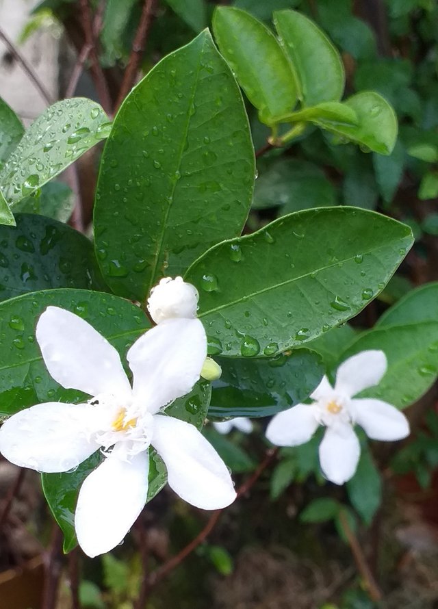 white flower20 (2).jpg