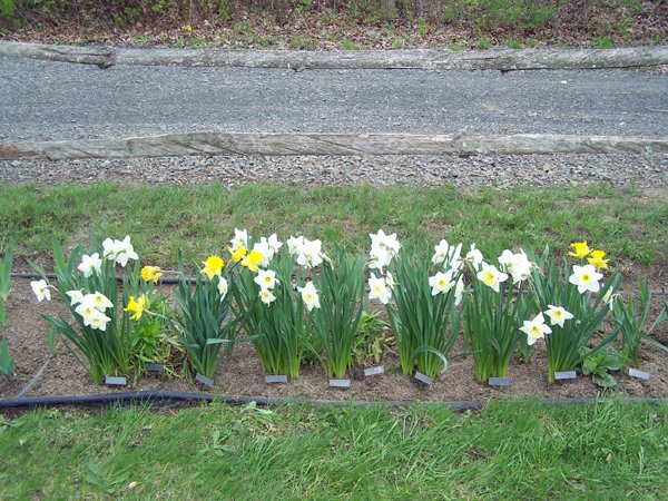 7th Fence - Daffodils crop April 2019.jpg