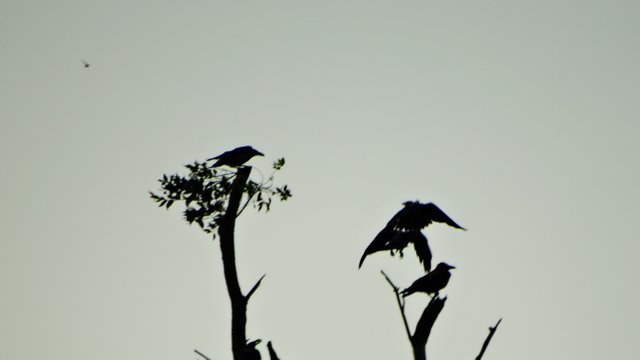 DSC07964.JPG