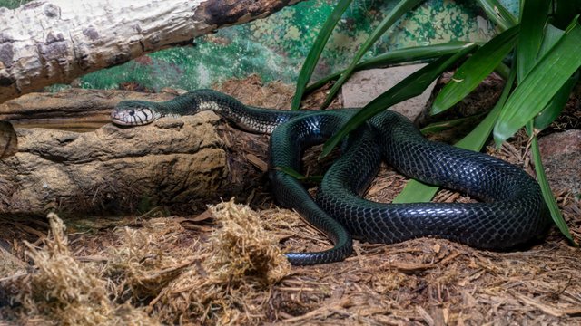 king Cobra Snake. (7).jpg