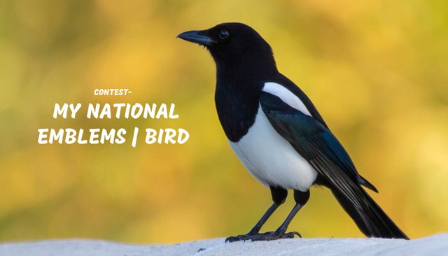Green and White National Birds Day card (1).jpg