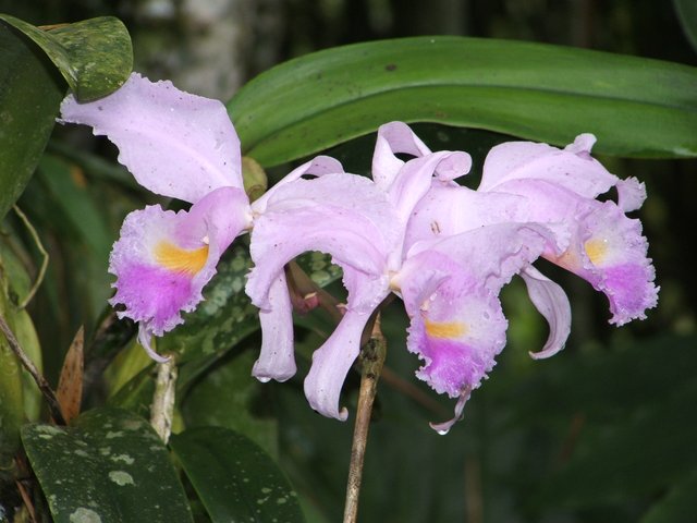 eje cafetero orchids 01.JPG