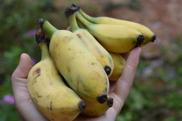 banana-growing-9.jpg
