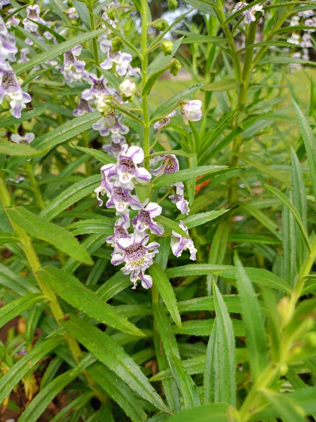 IMG20250404095816.jpg