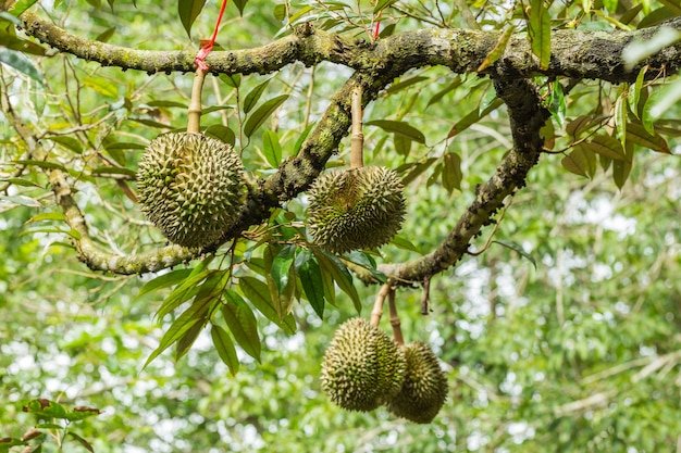 durian-fruit-tree-durian-is-considered-king-tropical-fruit_34128-35.jpg