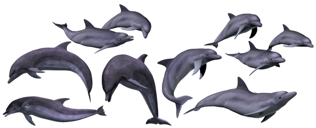 dolphins-3377838_1920.png