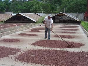 secado cacao.jpg