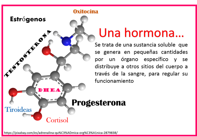 hormonas.png