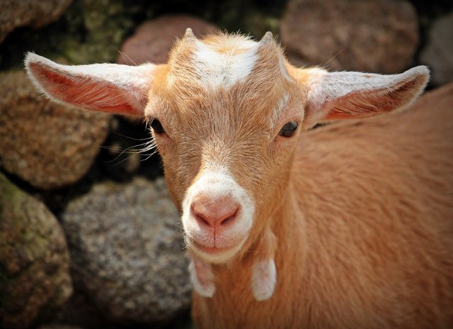 goat-1438254_1280.jpg