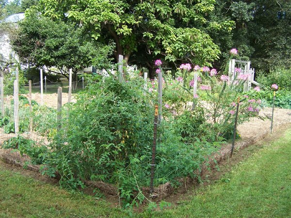 Big garden - finished tomato corner crop Sept. 2018.jpg