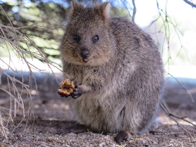 quokka--s--rohrlach_flickr.jpg