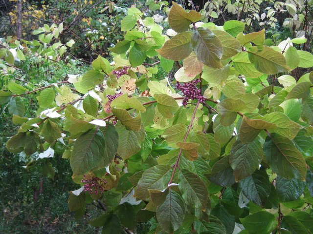 purple seeds of the lilac bush.JPG