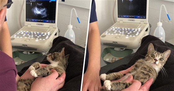 cat-ultrasound-pregnant-today-180523-tease_309fce480d4ce0687f1f91a472f89781.fit-560w.jpg