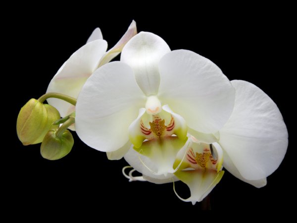 phalaenopsis-Orchid-9.jpg