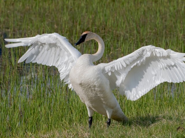 Trumpeter Swan 02.jpg