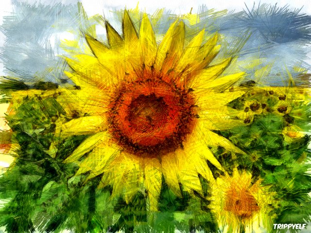 sunflower_steemit.jpg