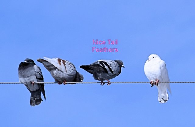 white dove on a wire (1).jpg