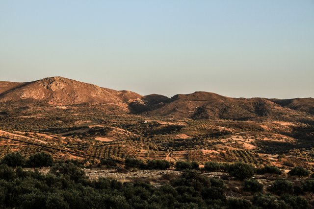 evening-olive-tree-plantages-crete-#0054.jpg
