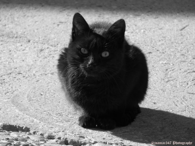 Caturday Black Cats And Superstition Steemit steemit