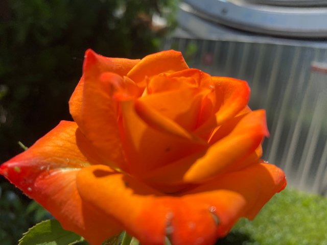 IMG7987.JPG