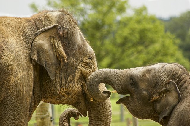 baby-elephant-5126326_1280.jpg