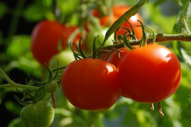 Tomato.jpg