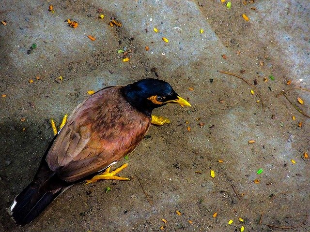 mynah-bird-93561_640.jpg