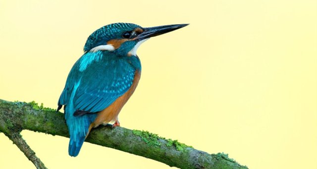 Kingfisher-Bird_small.jpg